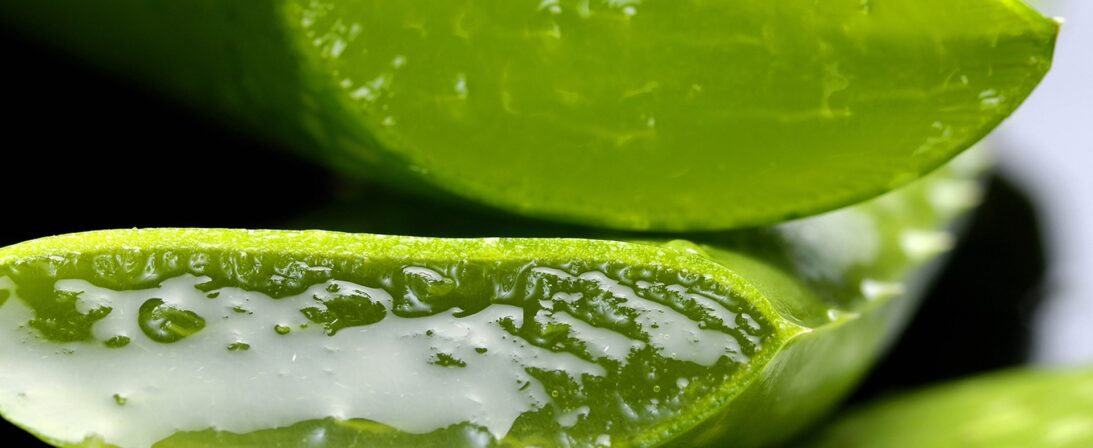 A new look at an old friend – Aloe vera