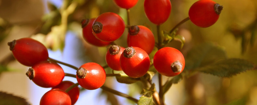 Los beneficios del aceite de rosa silvestre