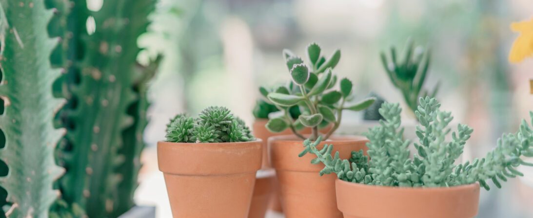 The most useful Houseplants