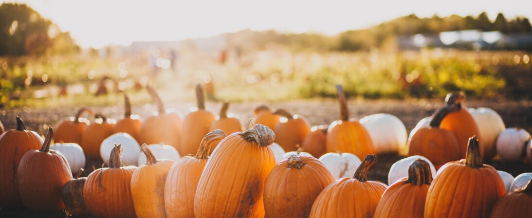 Top 10 des bienfaits de la citrouille pour la santé