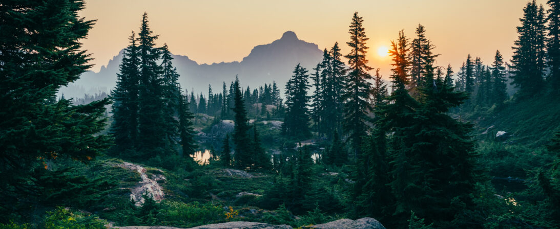 La Philosophie du Shinrin-Yoku – Le Pouvoir Guérisseur de la Forêt