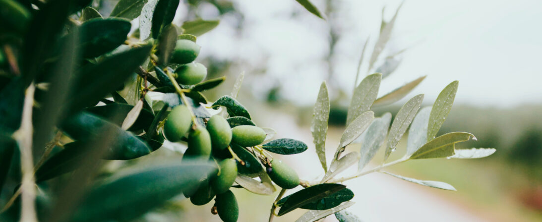 The Benefits of Olive Oil: New Scientific Research