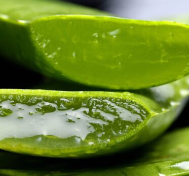 Un nouveau regard sur un vieil ami – Aloe vera