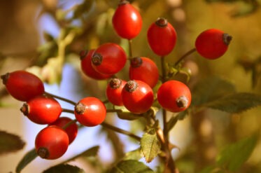 Les bienfaits de l’huile de rosier sauvage